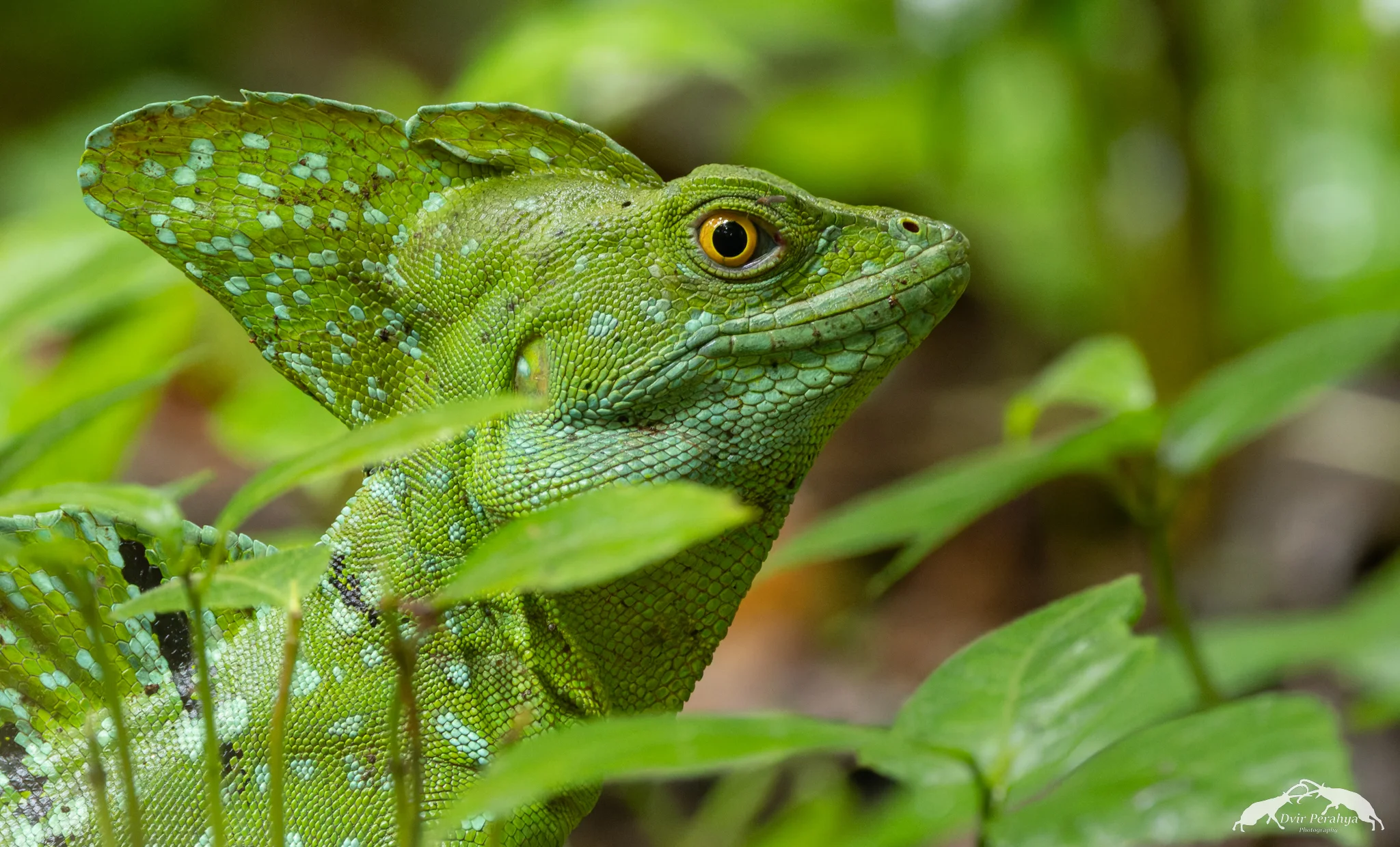Iguana, Manuel Antonio